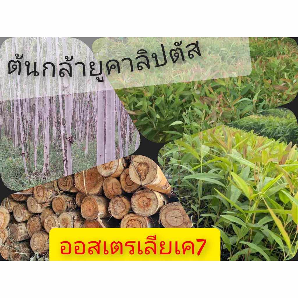 ยูคาลิปตัสเมล็ดพันธุ์สายพันธุ์เค7ยอดสีแดง(ต้นกระดาษ)50 รูปที่ 3