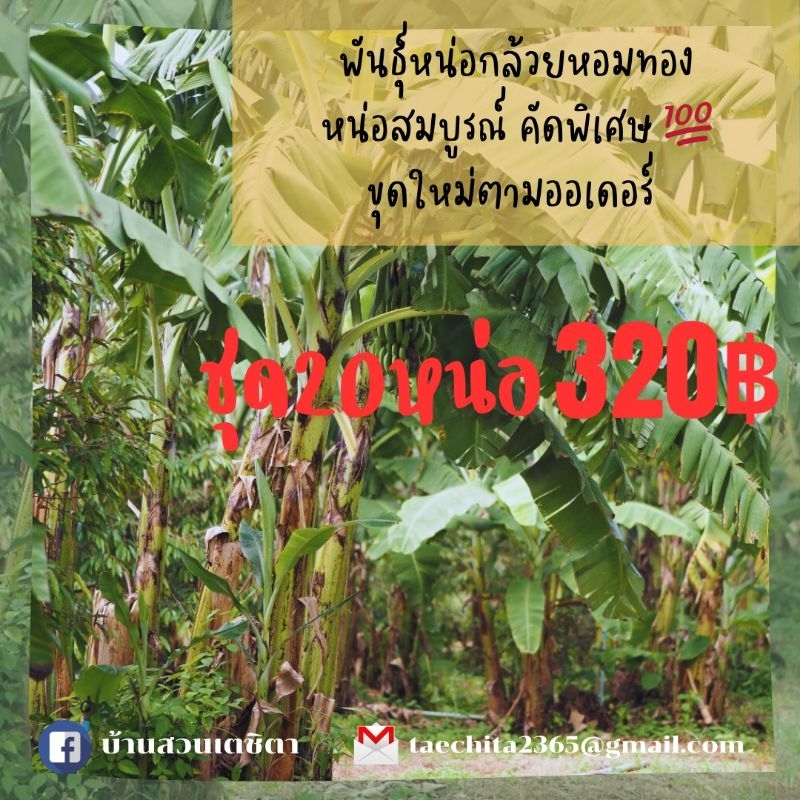 หน่อกล้วยหอมทองพันธุ์หอมปทุมแท้ ชุด20หน่อ320บาท