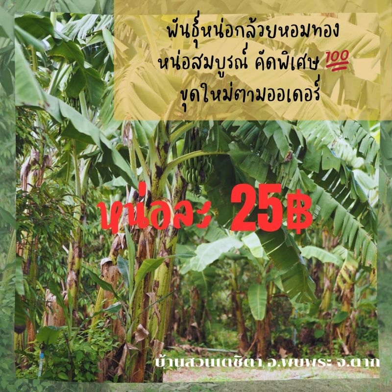 หน่อกล้วยหอมทองพันธุ์หอมปทุมแท้ ซื้อ10หน่อขึ้นไปราคาส่ง 20 บาท/หน่อ