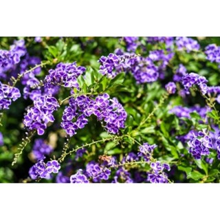 ดอกเทียนหยดสีม่วง1ต้นถุงดำไม้ประดับ