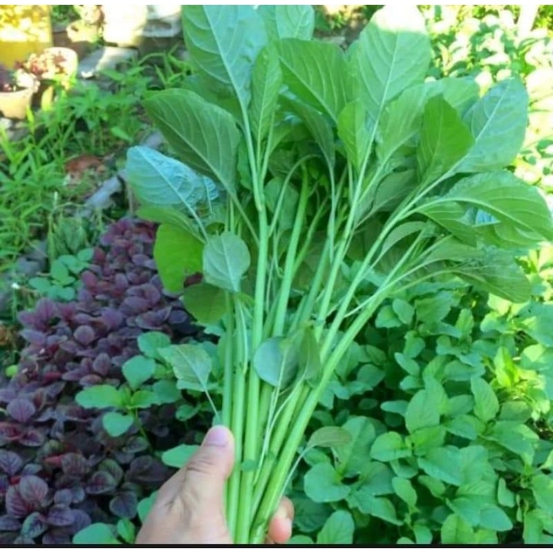 เมล็ดพันธุ์ผักโขมเขียวป๊อบ20 กรัม59บาท - รูปที่ 2