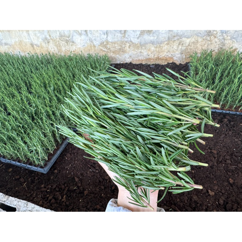 ยอดโรสแมรี่ตัดสด fresh rosemary herb/500 กรัม