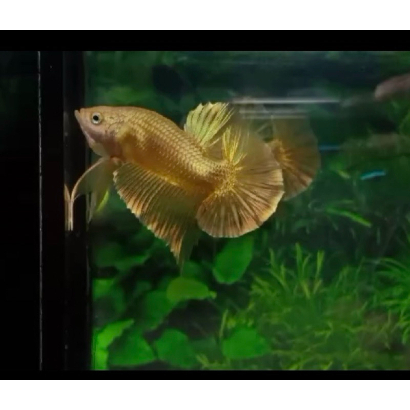 สีทองสวยๆครับคัดเกรด
