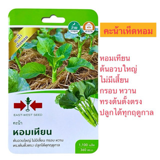 ศรแดง คะน้าเห็ดหอม เทียนหอม (1100 เมล็ด) พันธุ์ใหม่ ต้นใหญ่