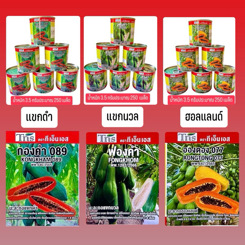 tns เมล็ด มะละกอ แขกดำ , แขกนวล , ฮอลแลนด์ (กระป๋อง 3.5 กรัม ประมาณ 250 เมล็ด)