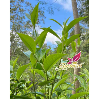 ชาอัสสัมแท้ ดอยปู่หมื่น ใบชาที่4-5เกรดกลาง คัดร่อนผงเศษออก ชาเส้น ราคาย่อมเยาว์ ใบชาคุณภาพ ไม่แต่งกลิ่น สีธรรมชาติ