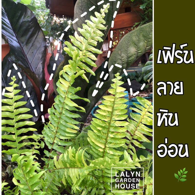 ⭐️มาใหม่ ❗️เฟิร์นใบลายหินอ่อน ใบสวยเรียวยาว ลุ้นลายสวยๆทุกก้านที่งอกใหม่ มีความแปลกใหม่แหวกแนวเฟิร์นที่ผ่านมา ❤️‍ ❤️‍