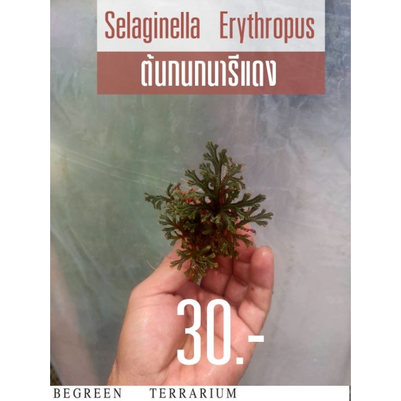 ต้นกนกนารีแดง ต้นเพิร์นกนกนารีแดงSelaginella erythropus (Mart.) Spring