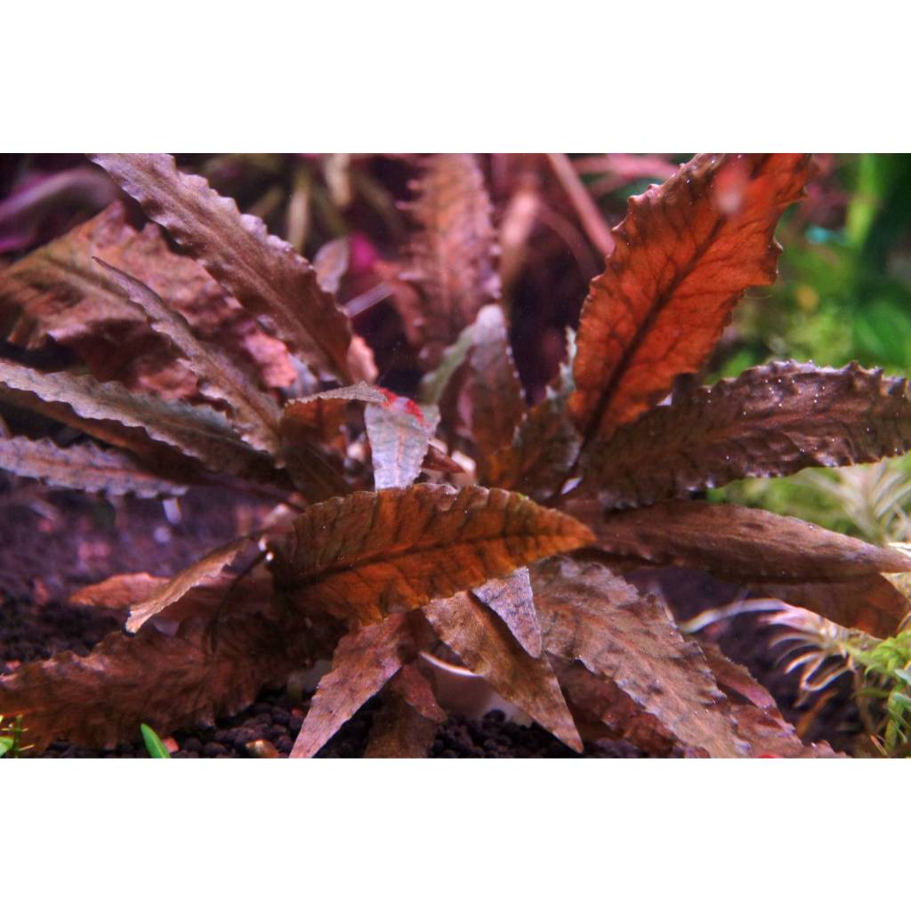 Cryptocoryne wendtii (คริปเวนดี้) ใบน้ำ 100%