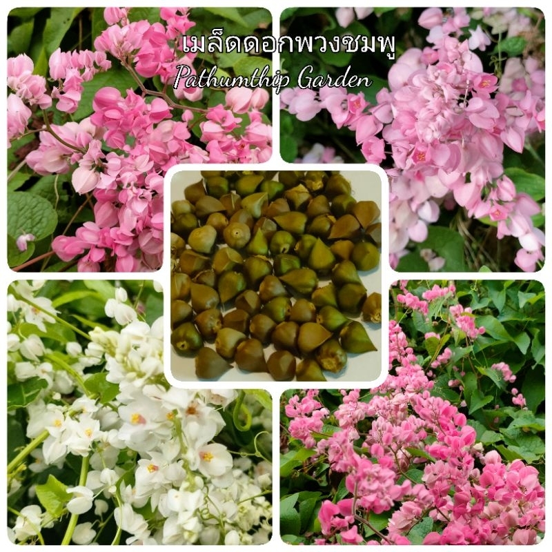 เมล็ดดอกพวงชมพู สีพาสเทล สีขาว สีชมพู ดอกไม้กินได้ ไม้เลื้อยประดับสวน ปลูกเป็นซุ้มดอกไม้