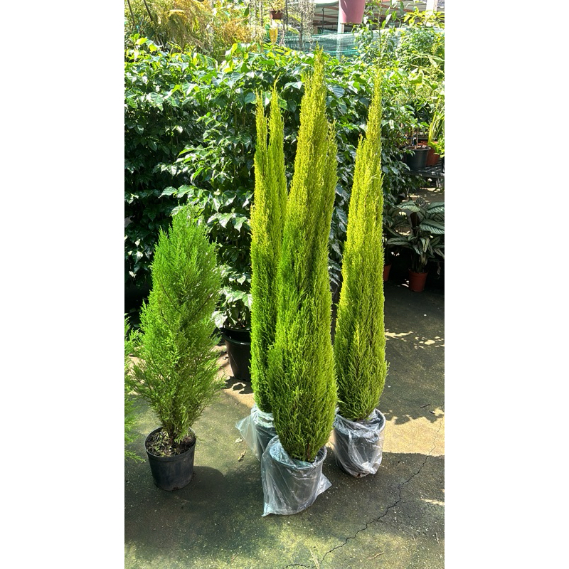 พร้อมส่งสนเลม่อนขนาด80-100 cm#สนเลม่อน #มะนาวไซเปรส #ต้นสนหอม LEMON CYPRESS Collection 1กล่องไม่ควรเ