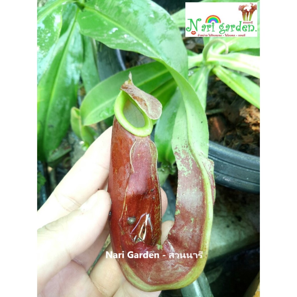 (ส่งทั้งกระถาง 3 - 4 นิ้ว) ต้นหม้อข้าวหม้อแกงลิง พันธุ์ N.Mirabilis wing x Mirabilis red ต้นถุงเงินถุงทอง ไม้กินแมลง