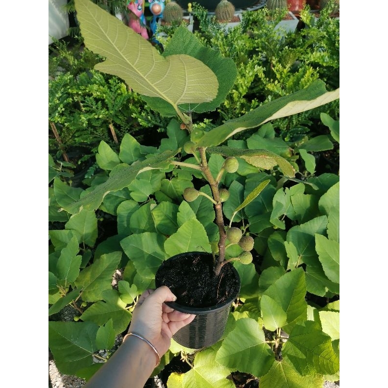 ลูกฟิก (Fig) หรือ มะเดื่อฝรั่ง(ลูกติดทุกต้น)​
