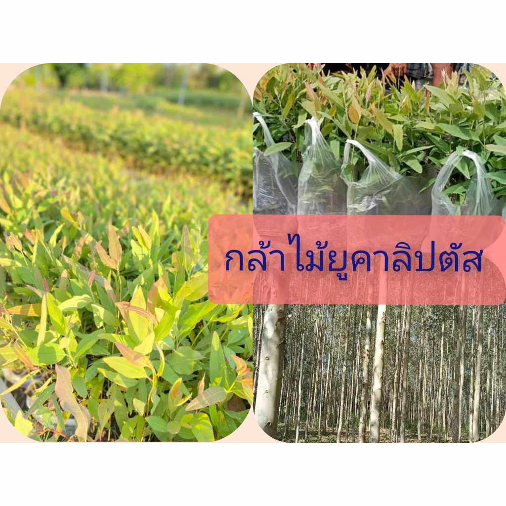 เมล็ดพันธุ์พืชยูคาลิปตัสพันธุ์เค7ยอดสีแดง 3,000 เมล็ด 99 บาท - รูปที่ 5
