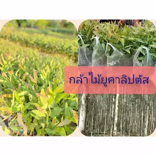 เมล็ดพันธุ์พืชยูคาลิปตัสพันธุ์เค7ยอดสีแดง 3,000 เมล็ด 99 บาท
