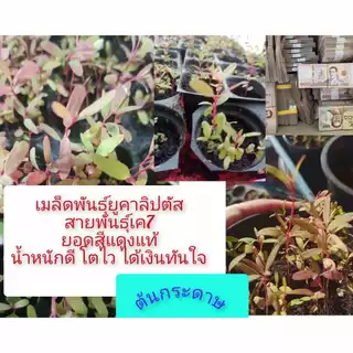 เมล็ดพันธุ์พืชยูคาลิปตัสพันธุ์เค7ยอดสีแดง 3,000 เมล็ด 99 บาท
