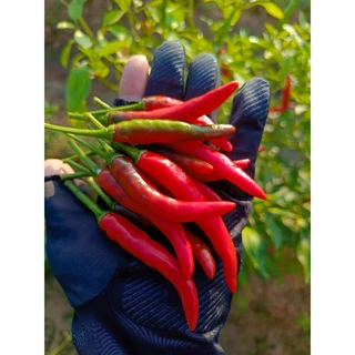 พร้อมส่งจ้า🌶ขายเป็นกิโล🌶พริกสด พริกจินดาไทย พริกบ้านๆ ไร้สารเคมี🌶🫑