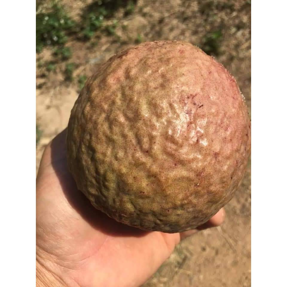 ฝรั่งแดงสตอเบอรี่ เนื้อแดงหวานกรอบ ติดผลดกทั้งปี ผลใหญ่