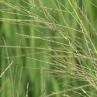 🌾เฟคต้า สารฟีโนซาพรอป-พี-เอทิล 6.9 EW ขนาด 1 ลิตร🌾 สารกำจัดวัชพืชหลังงอกในนาข้าว
