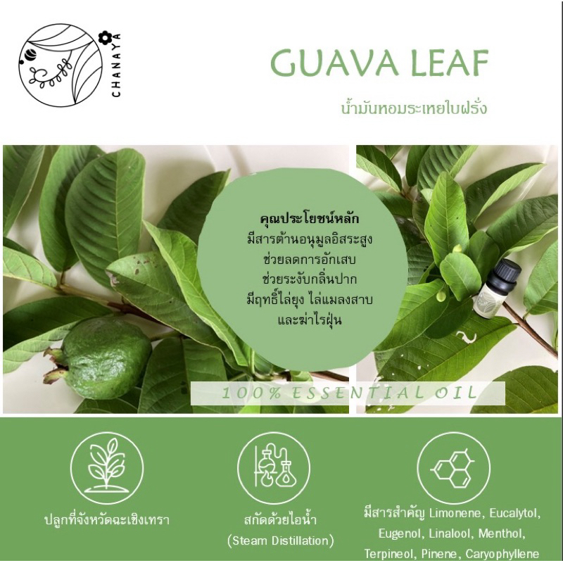 น้ำมันหอมระเหยใบฝรั่ง ชานาญา CHANAYA Guava Leaf 100% Essential Oil