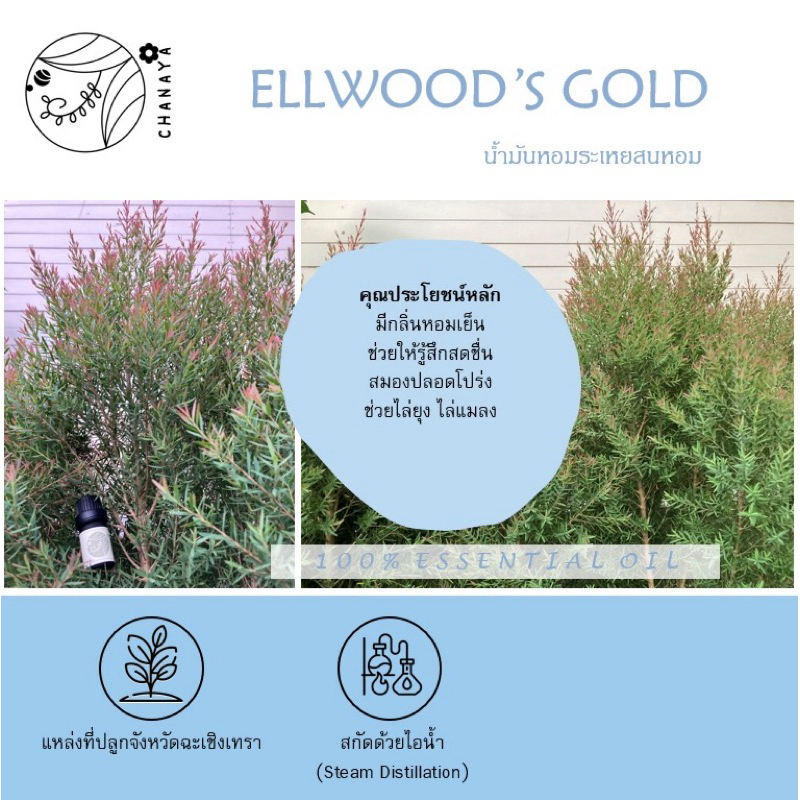 น้ำมันหอมระเหยสนหอม ชานาญา CHANAYA Ellwood’s Gold 100% Essential Oil