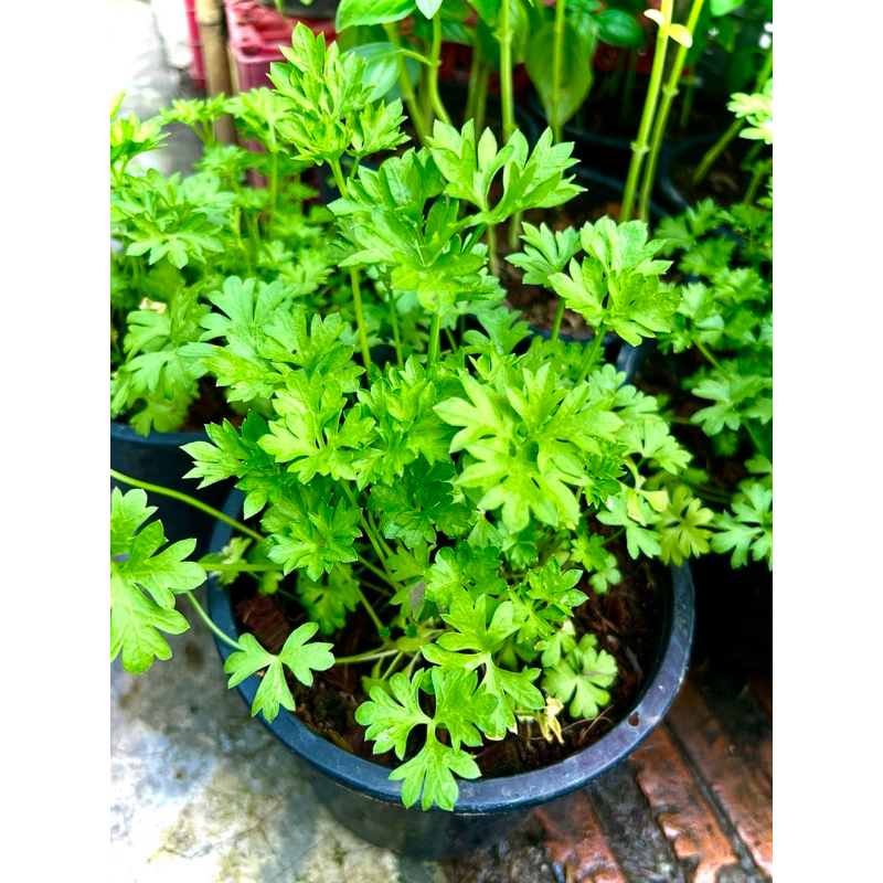 Parsley พาสเลย์ใบหยิก Curled Parsley สมุนไพรฝรั่ง ผักสวนครัวประจำบ้าน ส่งในกระถาง 6 นิ้ว
