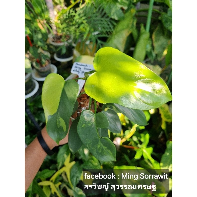 Philodendron Violin Var. (ไวโอลินด่าง)