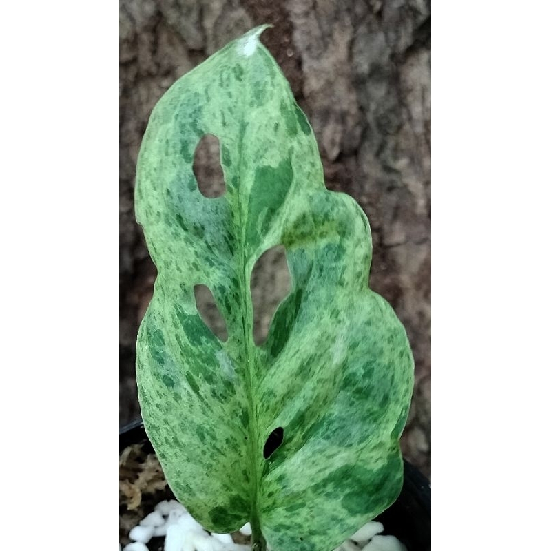monstera adansonii mottled variegated วางข้อ 1ใบด่าง