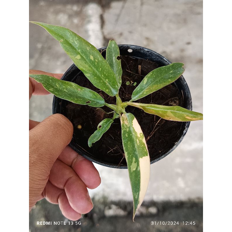philodendron ring of fire ฟิโลเดนดรอน ใบเลื่อยด่าง