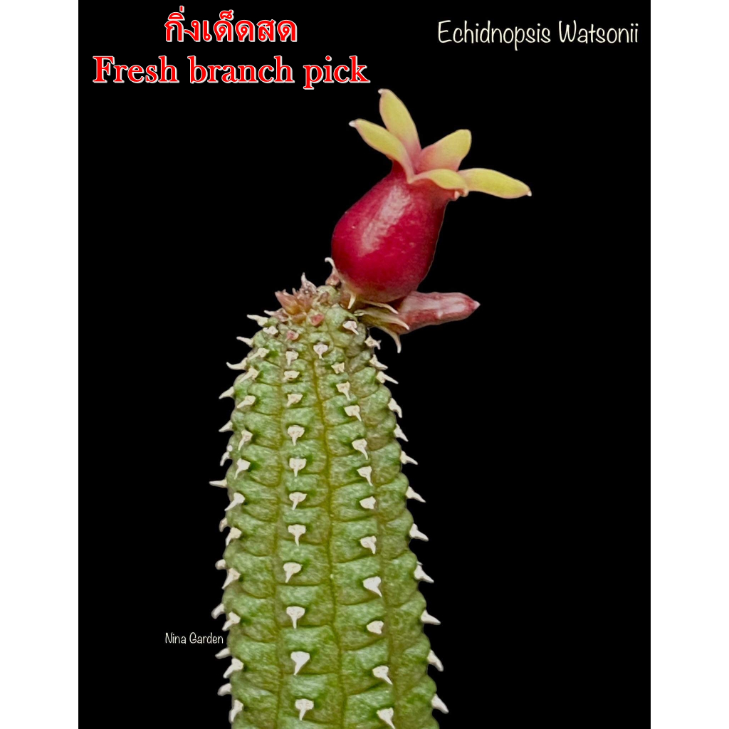 เก๋งจีน Echidnopsis Watsonii *กิ่งเด็ดสด* แคคตัส ไม้อวบน้ำ Cactus and Succulent