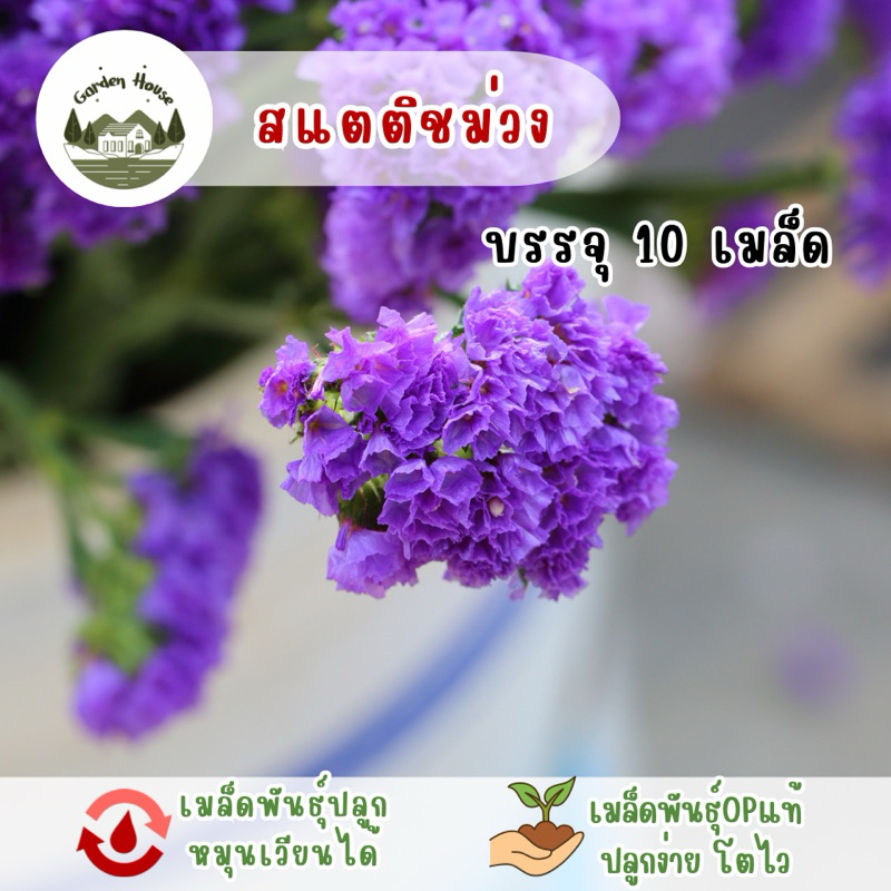 ราคาถูกที่สุด สแตติชสีม่วง 10 เมล็ด