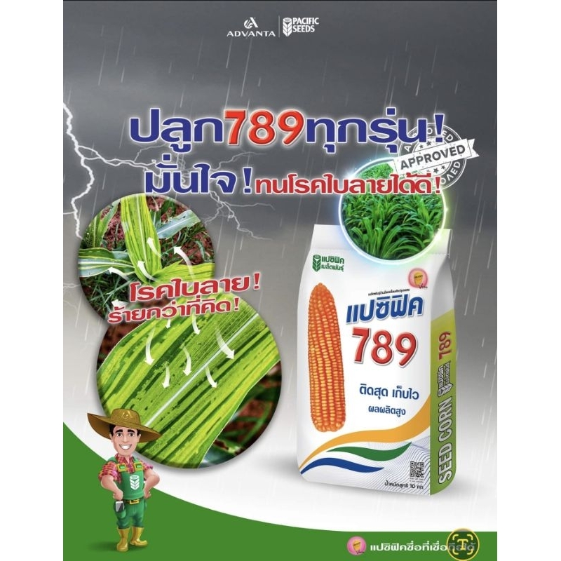 พันธุ์ข้าวโพดแปซิฟิก 789