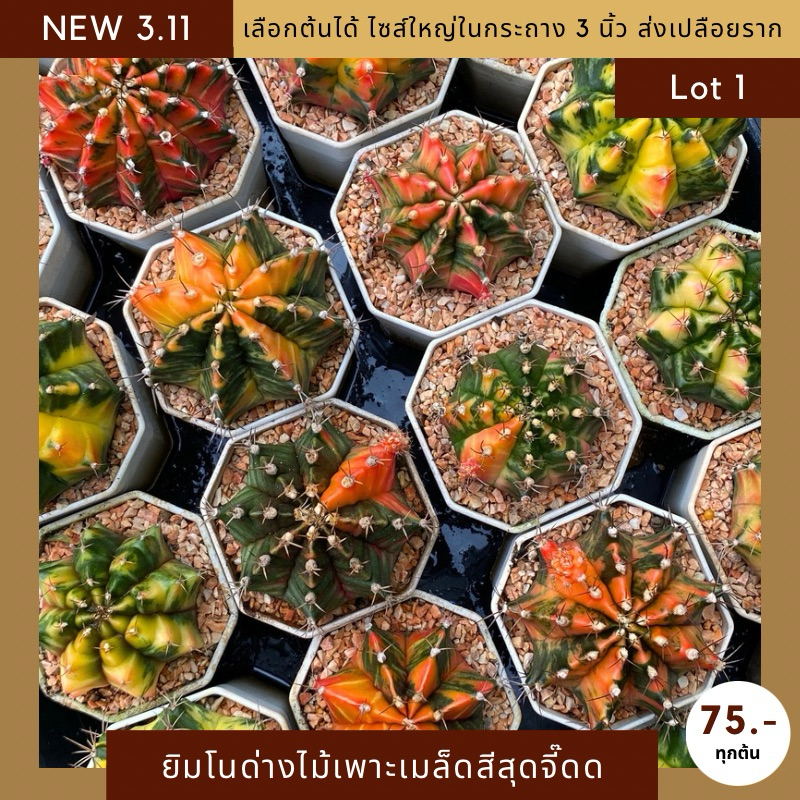 [UPDATE 3.11] Lot 1/3 กระบองเพชร ยิมโนด่างเพาะเมล็ดไซส์ใหญ่ในกระถาง 3 นิ้ว สีสันจี๊ดจ๊าดสะใจ จัดส่งแบบเปลือยรากเท่านั้น