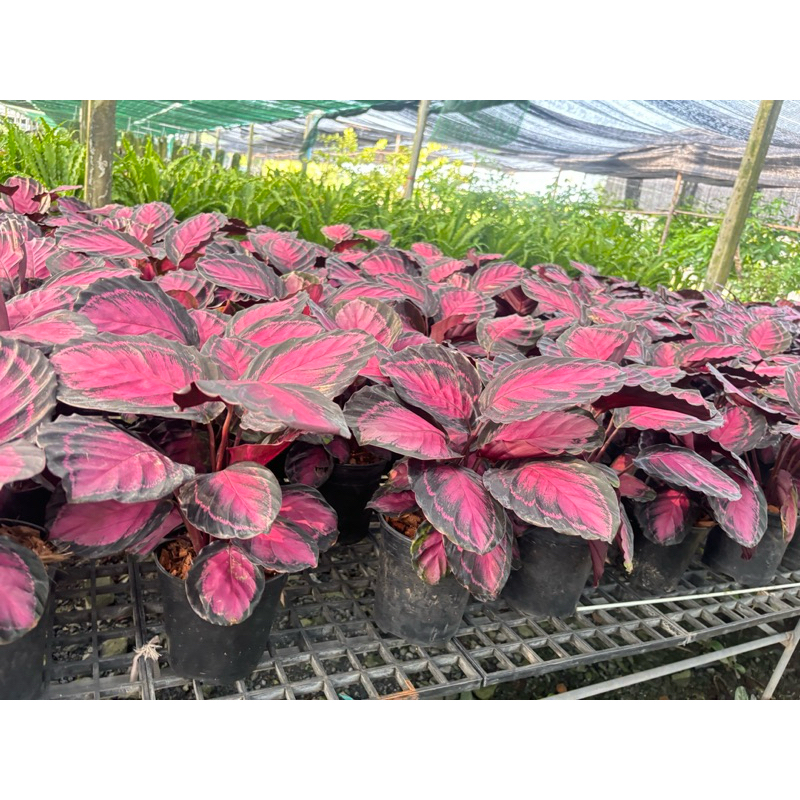 #คล้าใบชมพู ไฮบริด ขอบดำใหญ่(Calathea Crimson Pink)