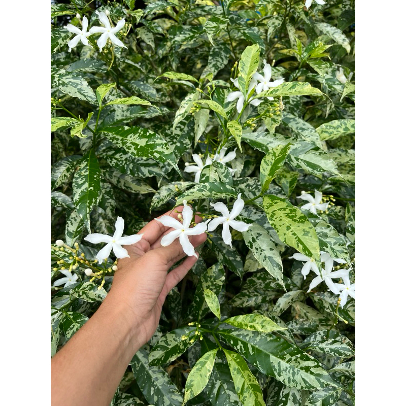 ต้นพุดกังหันด่าง ต้นไม้สวยหายาก