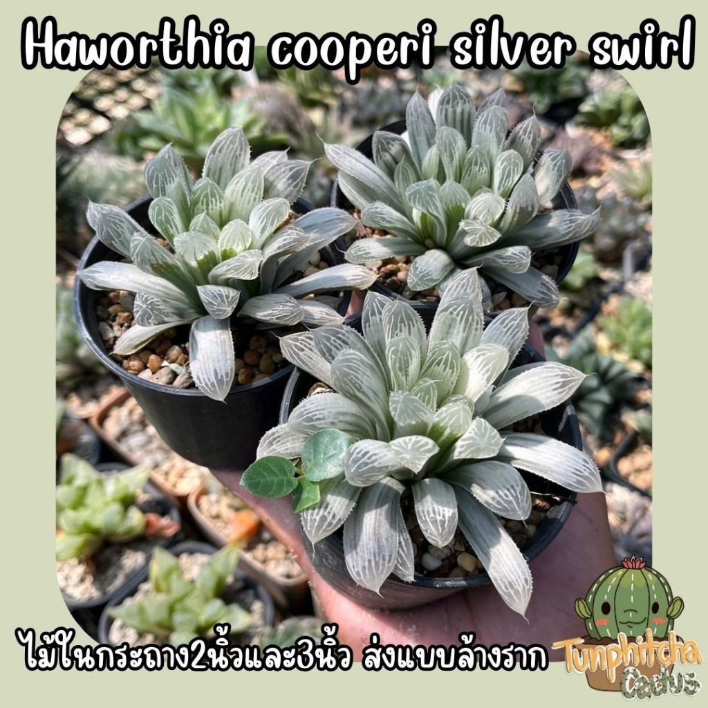 Haworthia cooperi silver swirl ฮาโวเทีย ซิลเวอร์ ไม้อวบน้ำ (ส่งแบบล้างราก)