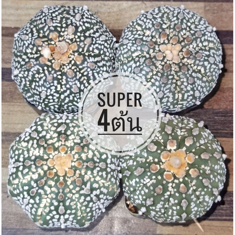 แอส​โตร​ไ​ฟตั้​ม​ set4ต้น   #แคสตัส castus​ astrophytum แอสโตร แอสโตร​ไ​ฟตั้​ม แอสโตรไฟตัม กระบองเพชร