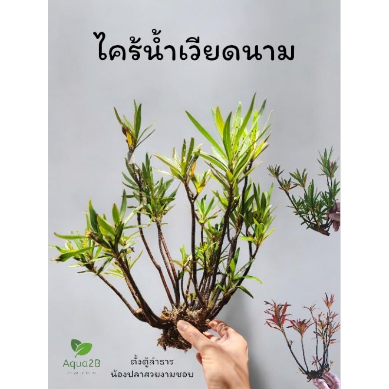 ไคร้น้ำเวียดนาม เลือกต้นได้ ไม้น้ำ สายตู้ลำธาร เป็นที่หลบปลาสวยงาม เลี้ยงบ่อปลาได้
