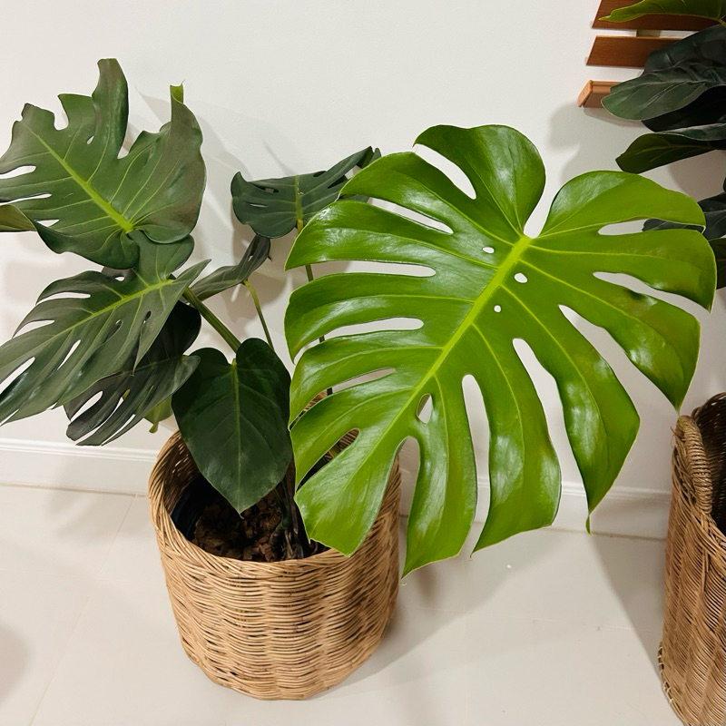 มอนสเตอร่าไจแอนท์ Monstera Deliciosa Giant ต้นไม้ฟอกอากาศยอดนิยม ต้นไม้ตกแต่งบ้าน ประดับสวน
