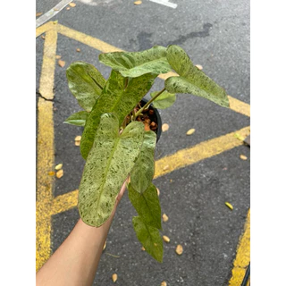 ต้นพาไรโซ่ ฟิโลเดนดรอนพาไรโซ่ (Philodendron Paraiso Verde)