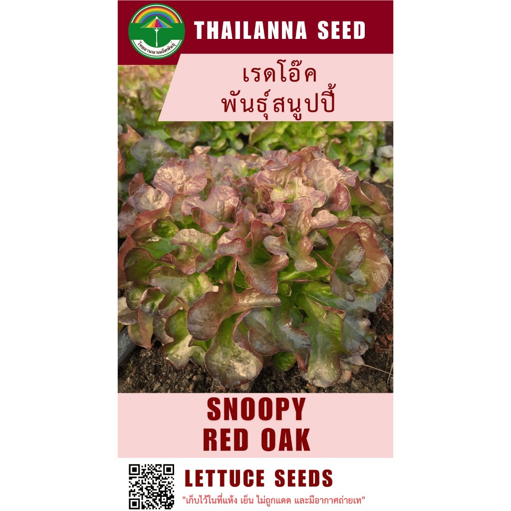 เมล็ดพันธุ์ผักสลัด เรดโอ๊ค พันธุ์สนูปปี้ (ลักกี้) ( ขนาด 0.3 กรัม ) ( เมล็ดเปลือย ) รหัสสินค้า 3004