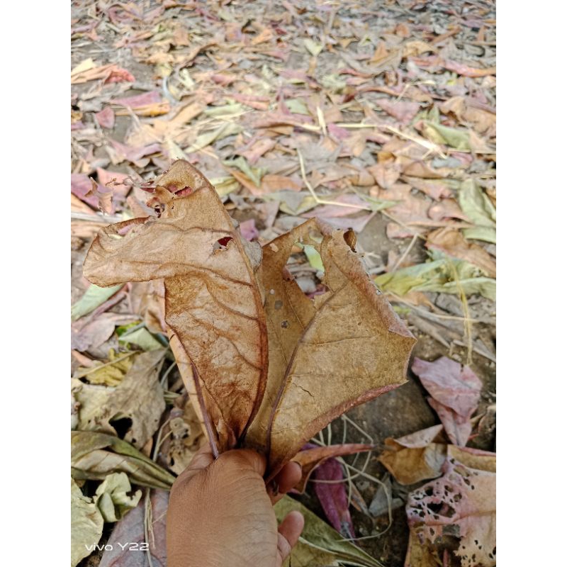 ใบหูกวางเเห้งร่วงตามธรรมชาติไม่คัดขนาด50กรัม40บาท