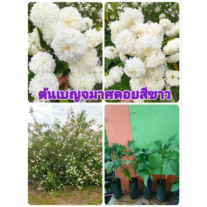 ต้นดอกเบญจมาศดอย ต้นชำจากกิ่งตอน 60-70 เซนติเมตร