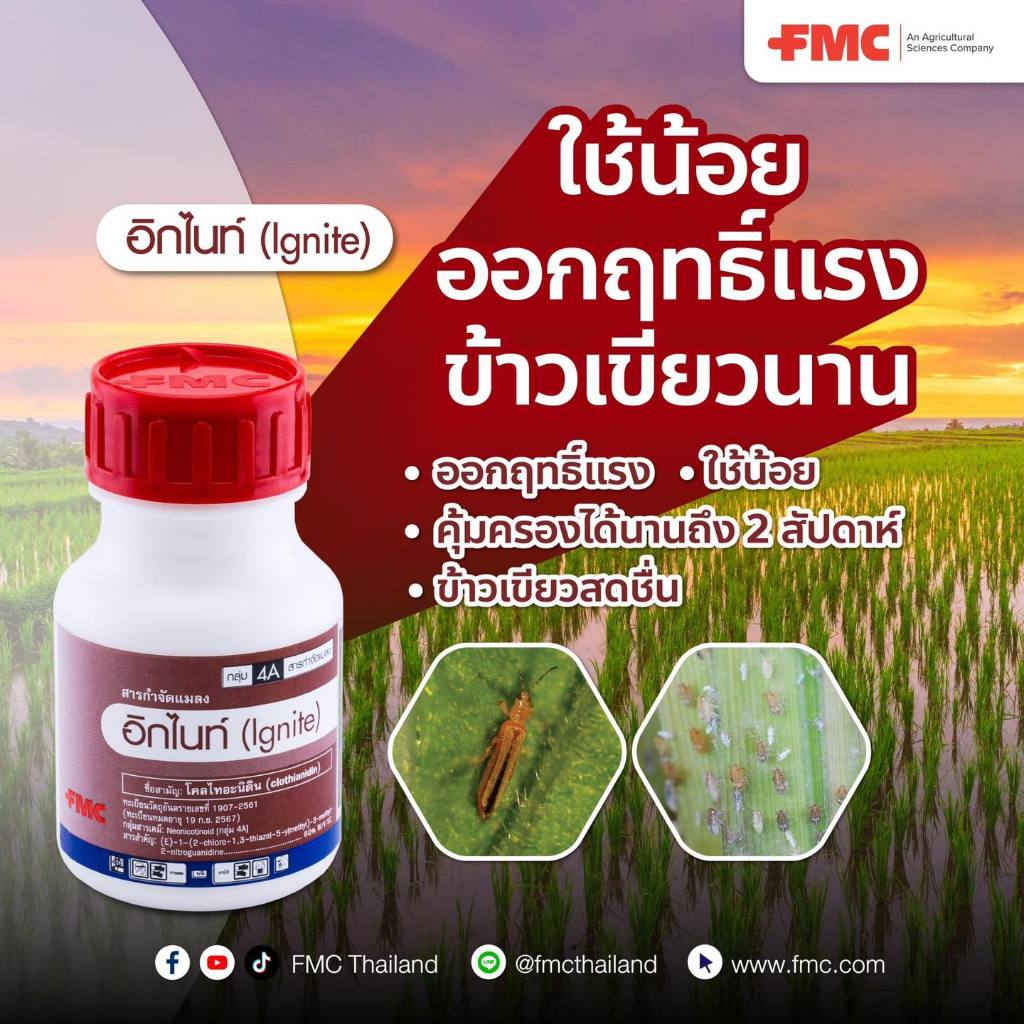 อิกไนท์ ขนาด 50 ซีซี -โคลไทอะนิดิน 60% ฤทธิ์แรง เขียวนาน กำจัดเพลี้ยไฟ FMC