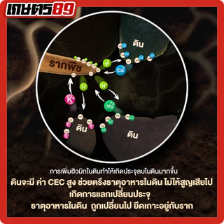 แบล็กเอิร์ธ Black Earth โพแทสเซียมฮิวเมท ฮิวมิกผงเข้มข้นละลายน้ำ ฉีดพ่นทางใบ ฟื้นฟูดิน รากกินอาหารได้มากขึ้น 25กก.