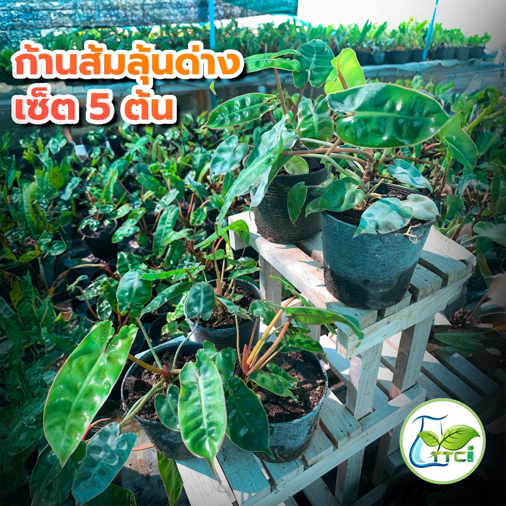 เซ็ตก้านส้มลุ้นด่าง 5 ต้น ไซส์ต้นเล็กน่ารัก ราคาพิเศษ กระถาง 3 นิ้ว