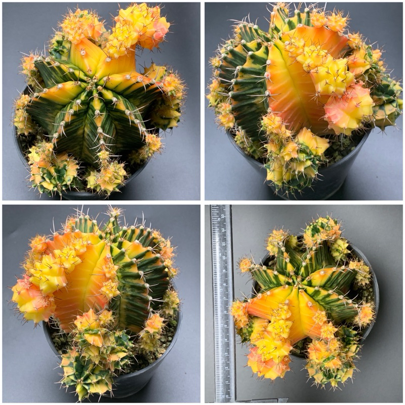 กระบองเพชร ยิมโนด่าง ไซด์พี่ยักษ์ใหญ่🌵 แคคตัสในกระถาง 5 นิ้ว ❌มีจำนวนจำกัด ราคานี้ หมดแล้วหมดเลย❌ - รูปที่ 5