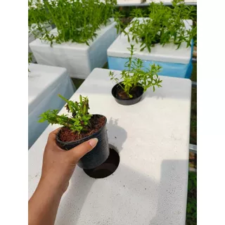 ขุยมะพร้าวสับแบบละเอียด ขนาด 1 กก. คุณภาพดี ใช้งานได้ทันที อุ้มน้ำได้ดี เก็บความชื้นได้นาน - เกษตรกรรมยั่งยืน