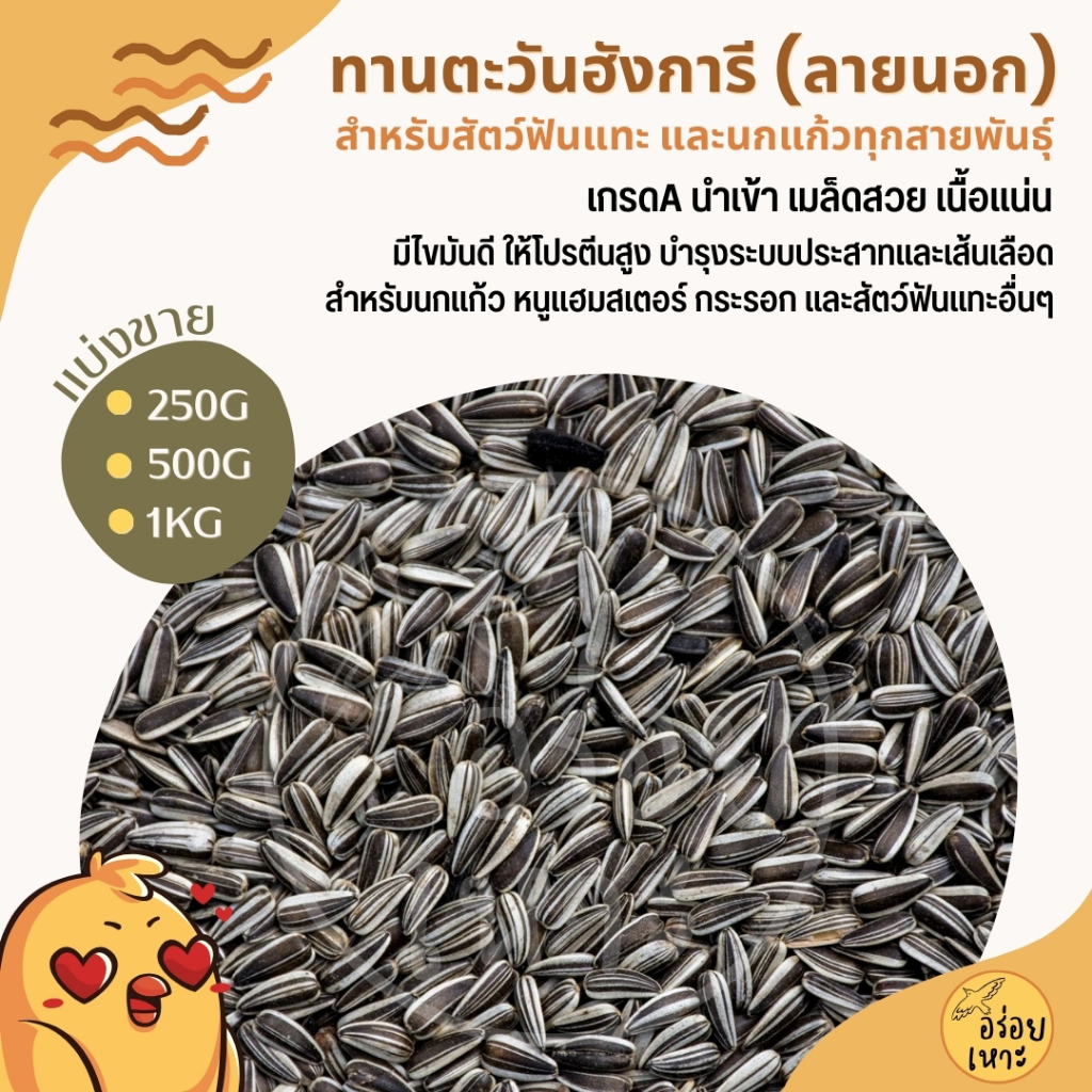 ทานตะวันฮังการี (ลายนอก) เกรดA อาหารนกแก้ว และสัตว์ฟันแทะ สะอาด ไร้ฝุ่น (บรรจุ 250G / 500G / 1KG)