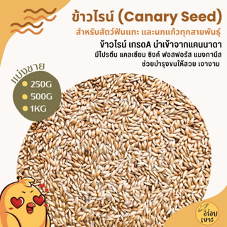 ข้าวไรย์ Canada Canary Seed อาหารนกแก้ว และสัตว์พันแทะ บำรุง…